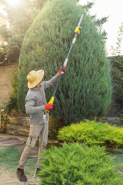 Trusted Carrollton, VA Tree Removal and Landscaping Services Experts